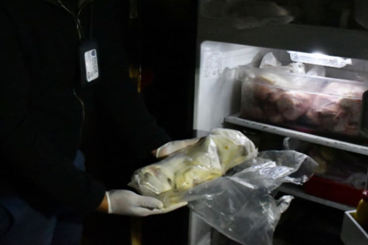 La policía de la Ciudad realizó un allanamiento en Villa Crespo y se encontró con 17 gatos en estado de hacinamiento; otros 7 fueron encontrados muertos en una heladera