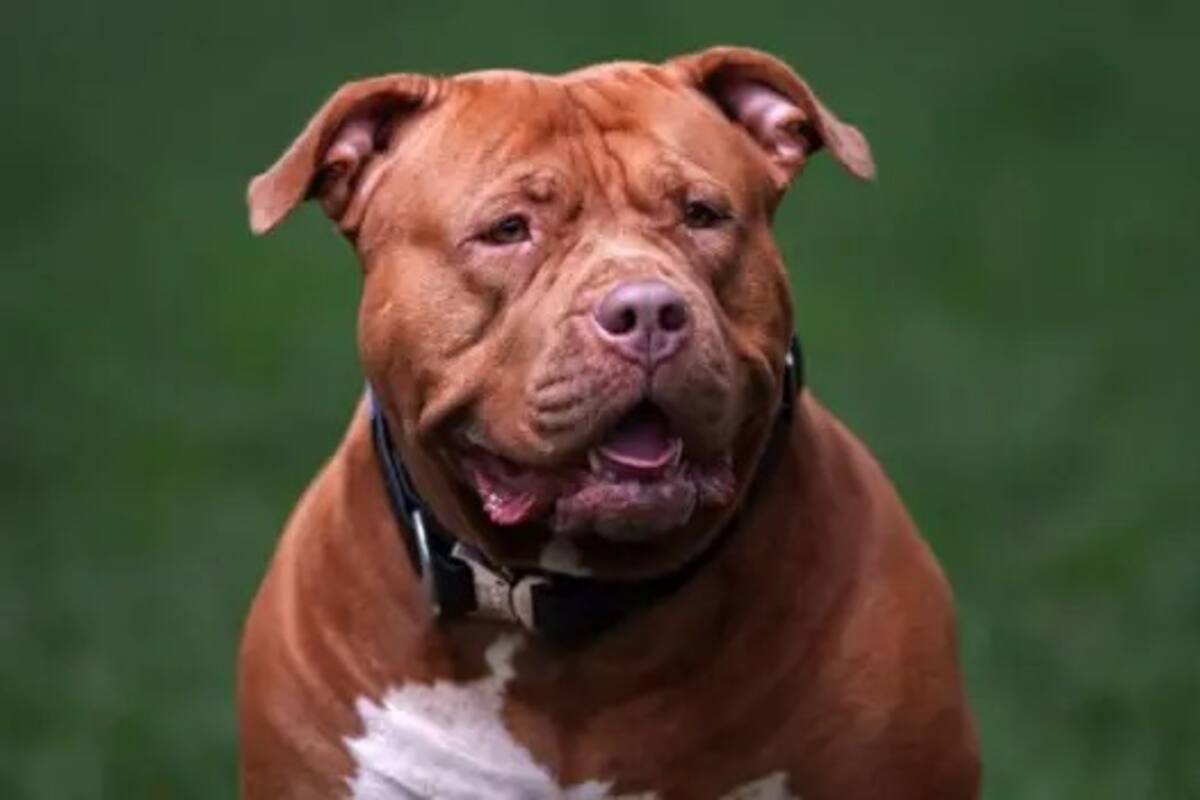 La policía ha incautado y sacrificado cientos de perros desde que entró en vigor la prohibición de los perros American bullies XL