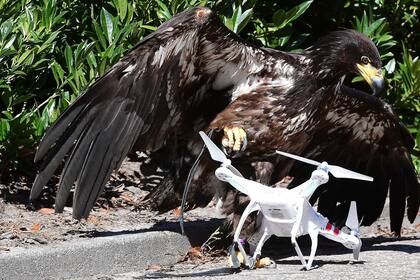 La policía holandesa está probando el uso de águilas para derribar drones en zonas no autorizadas
