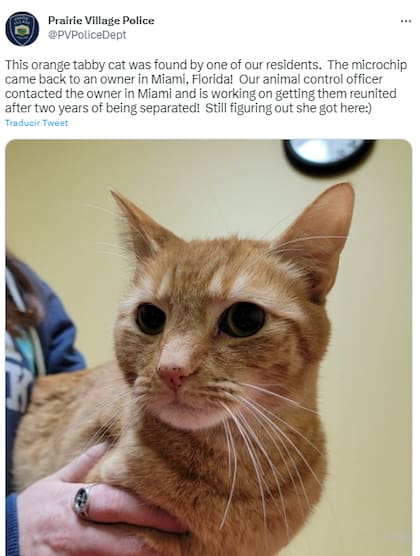 La policía local informó en sus redes sociales el hallazgo del gato