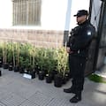 Quiso huir de policías y terminó conduciéndolos a un laboratorio clandestino en donde cultivaban marihuana