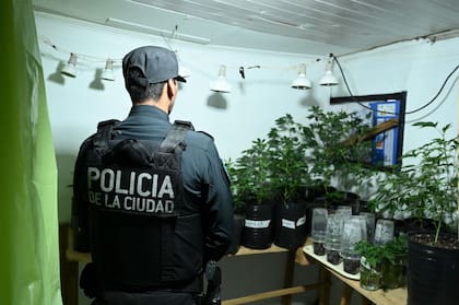 La Policía persiguió a un hombre en Pompeya y terminó desmantelando un laboratorio de cultivo de marihuana