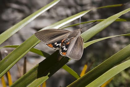 La polilla, parecida a una mariposa, tiene un ancho de alas de 10 cm promedio
