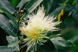 La pomarrosa es reconocida como una de las plantas preferidas para cultivar en espacios reducidos