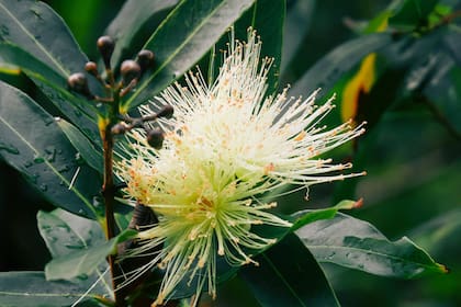 La pomarrosa es reconocida como una de las plantas preferidas para cultivar en espacios reducidos