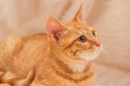 La posibilidad de entender el maullido de un gato genera un debate entre la tecnología y la experticia en comportamiento felino