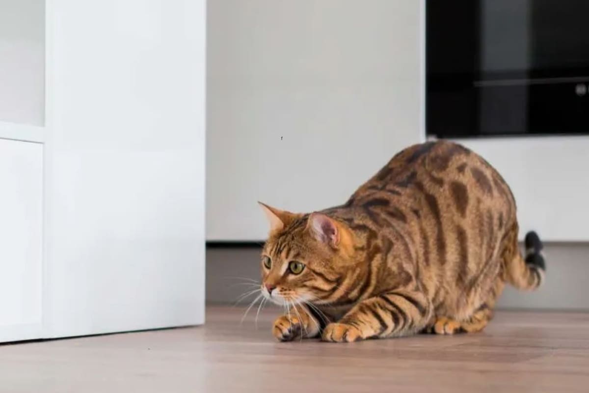 La posición de su cola antes de saltar o cazar, es uno de los grandes enigmas de los felinos