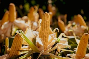 El maíz alcanzó su valor más alto en un año y siete meses en el mercado internacional