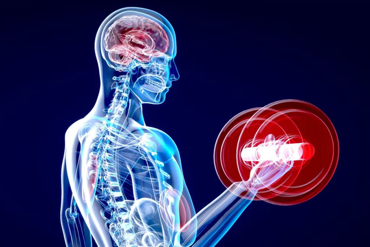 La práctica de ejercicio físico mejora la capacidad cognitiva e incrementa el tamaño de determinadas áreas del cerebro