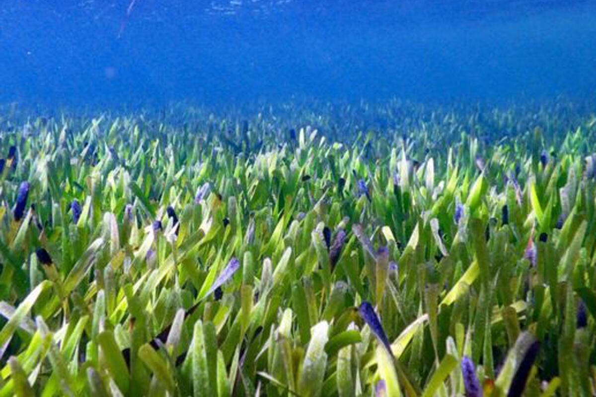 La pradera marina cubre un área equivalente a 20.000 canchas de fútbol, según los investigadores.