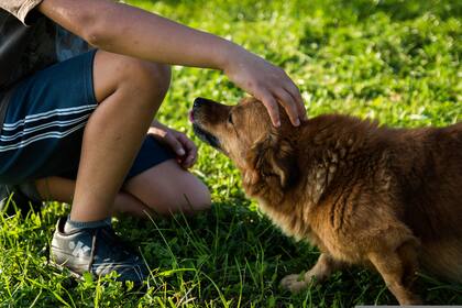 La predicción de emociones según la inteligencia artificial variaba según la raza de perro