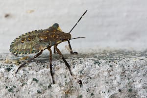 La presencia de chinches se vuelven más comunes en los hoteles de Florida durante el verano boreal