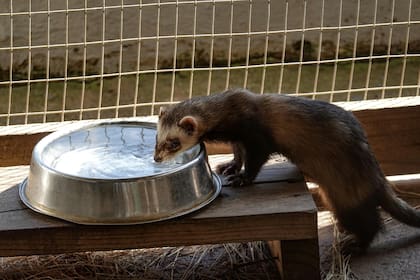 La presencia de comadrejas en los hogares suele ser más frecuente en otoño e invierno