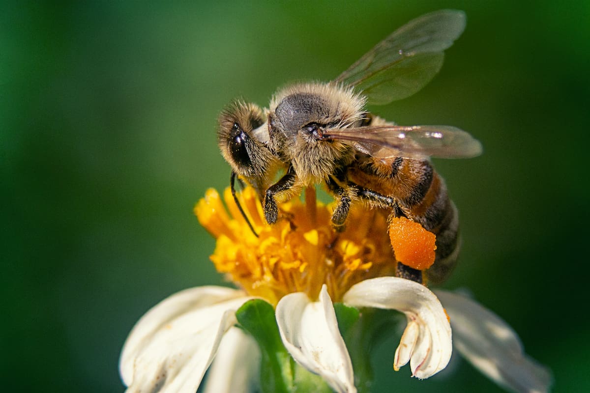 La presencia de estos insectos es un buen augurio (Foto: Freepik)