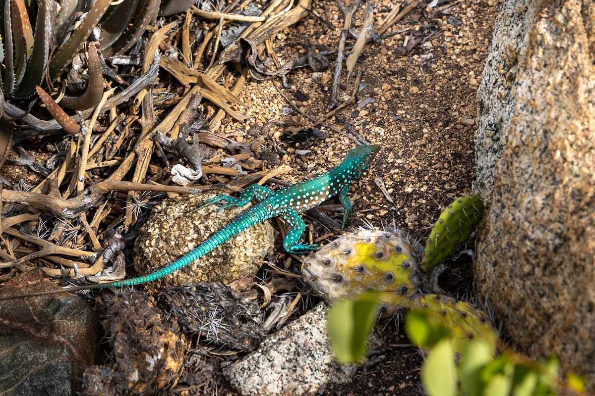 La presencia de estos reptiles en el hogar despierta diversas interpretaciones culturales