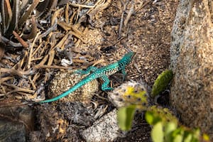 La presencia de estos reptiles en el hogar despierta diversas interpretaciones culturales