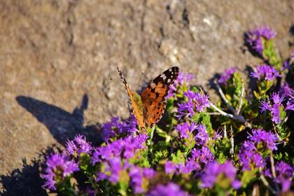 La presencia de mariposas en el entorno doméstico se considera como algo bueno