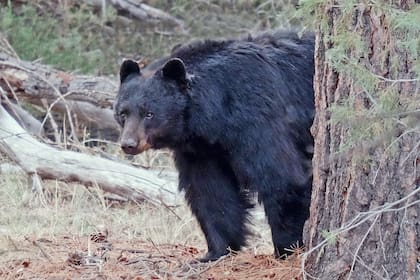 La presencia de osos en zonas habitadas por las personas es común en las poblaciones de Colorado