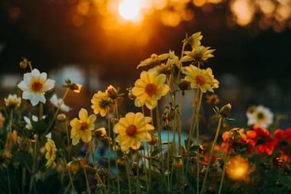 La presencia de plantas con flores se asocia con la reducción del estrés.