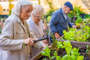 Las 5 plantas de interior que se recomiendan en una casa en la que vive una persona con Alzheimer