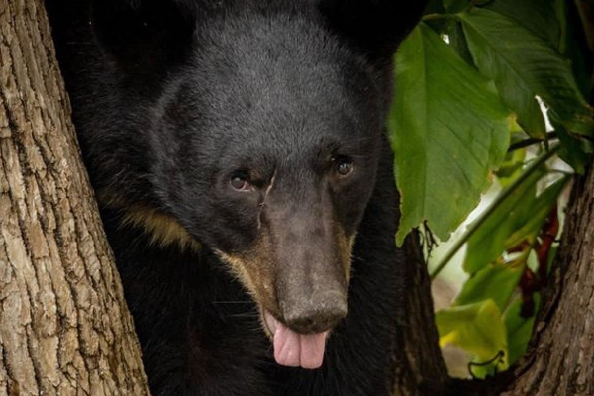 La presencia de un oso alertó a la población de Florida; las autoridades mantienen trabajos para capturarlo