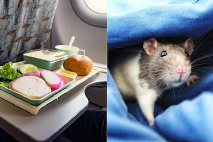 La presencia de una rata hizo que un avión tenga que descender de urgencia