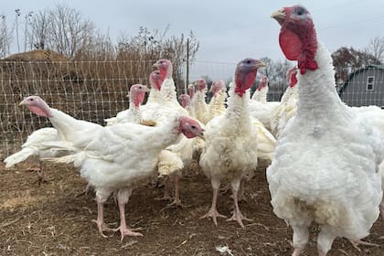 La presencia del ave en las cenas ocurrió poco después de 1621, ya que era un ave de fácil crianza y de tamaño grande para alimentar a varias personas