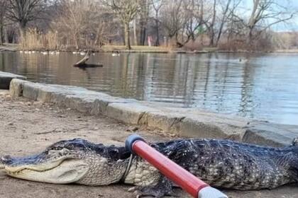 La presencia del caimán representó un riesgo potencial para los visitantes del parque