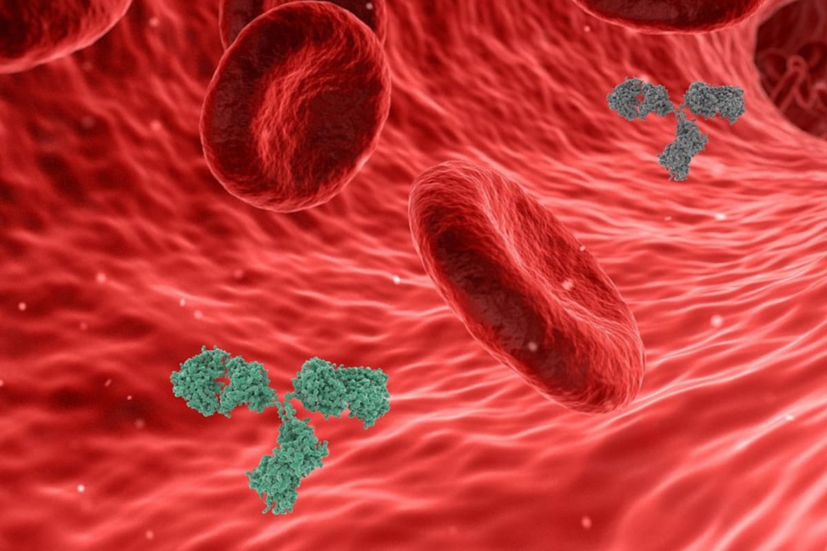 La presencia en sangre va descendiendo con la edad y se relaciona con la aparición de numerosas enfermedades propias de la vejez (Foto ilustrativa: PIXABAY)