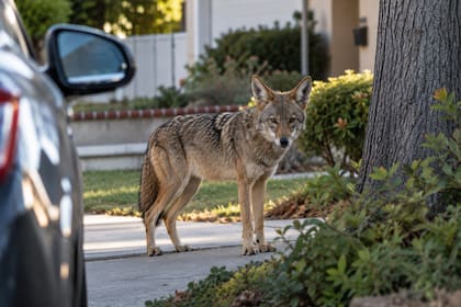 La presencia frecuente de la especie en zonas residenciales había generado preocupación entre las familias
