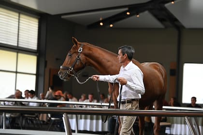 La presentación antes del remate de caballos de carrera