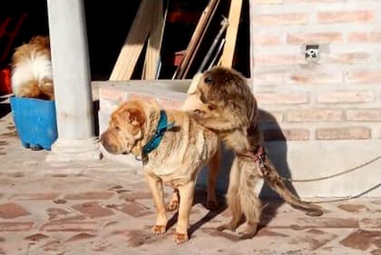 La primate vivía en el complejo de cabañas Los Espejos, en Trenque Lauquen, provincia de Buenos Aires