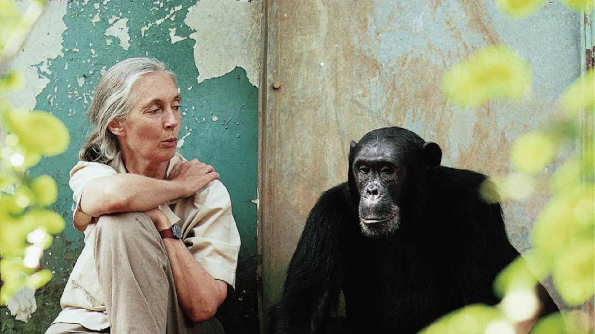 La primatóloga Jane Goodall. Archivo La Nación