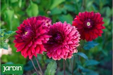 Por qué ahora es el momento de devolver las dalias al jardín