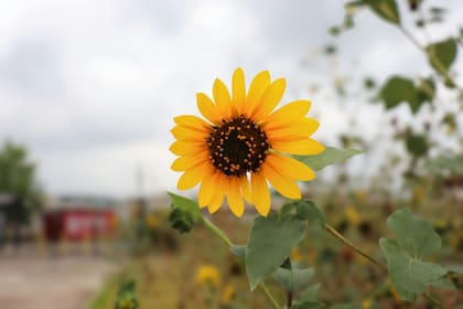 La primavera está asociado con el crecimiento de flores