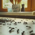 Las hormigas invaden las casas cuando llueve: qué hacer para que no entren y qué productos son inútiles