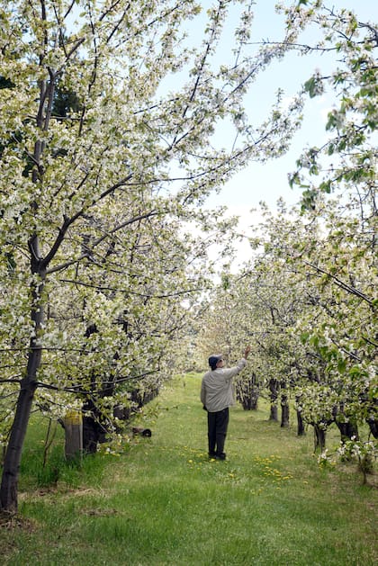 La primavera trae consigo la tradición japonesa del “hanami” o contemplación de la belleza de las flores. En el Establecimiento Hisashi se pueden recorrer los senderos de cerezos en flor en el mes de octubre