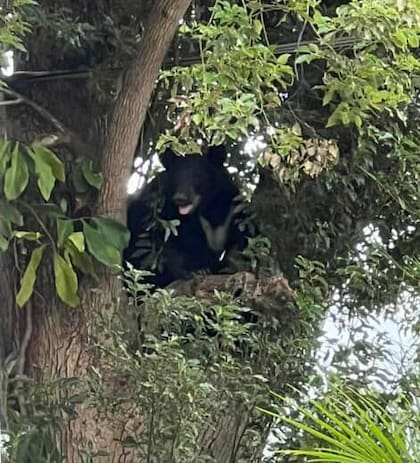 La primera aparición del oso fue en College Park, el lunes por la mañana