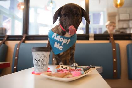 La primera cafetería exclusiva para perros de Nueva York se convirtió en un verdadero furor. Foto: Boris & Horton