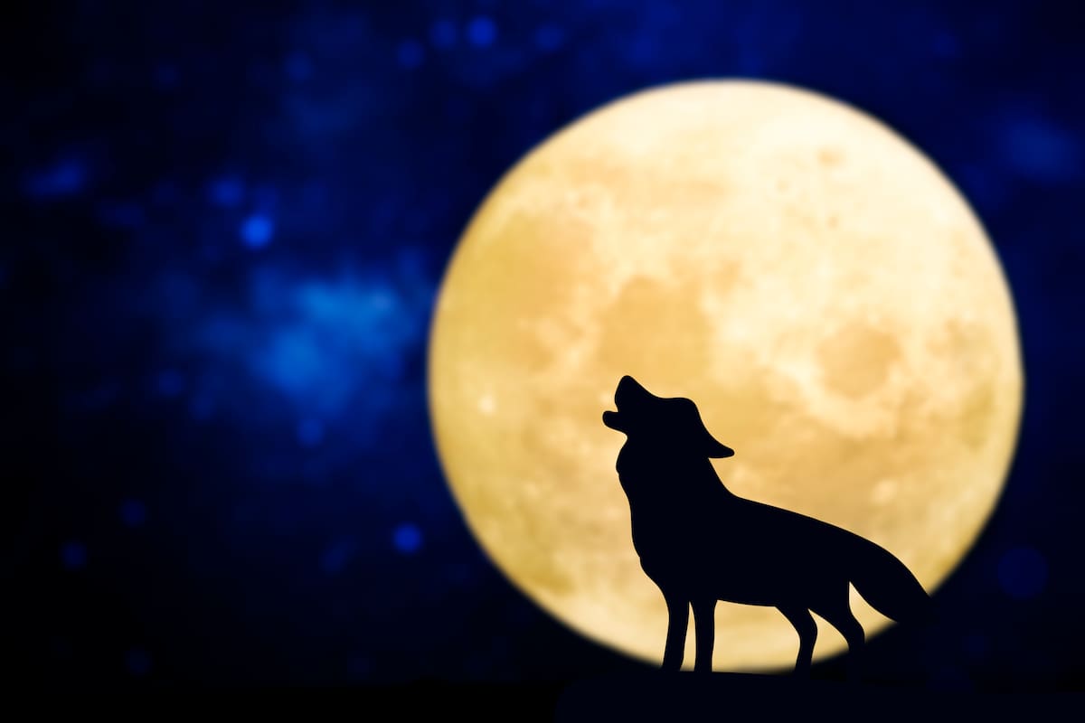 La primera Luna de enero se denomina Luna del Lobo, y será deslumbrante (Archivo)