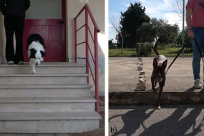 La primera pata utilizada para subir o bajar escaleras también sirve como indicio