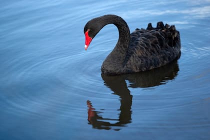 La primera referencia sobre el término "cisne negro" surge de una frase del poeta romano Décimo Junio Juvenal (60-128)