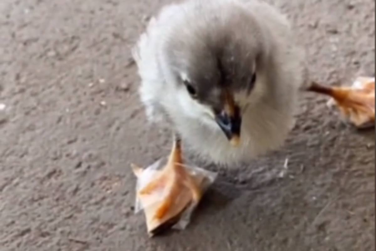 La primera versión de las zapatillas ortopédicas del pollito