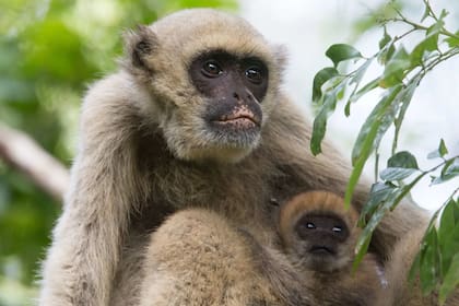 La principal diferencia entre ambas especies es una decoloración en la boca y los genitales