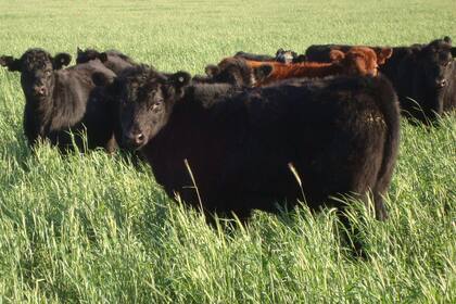 La principal raza bovina se encamina a elecciones