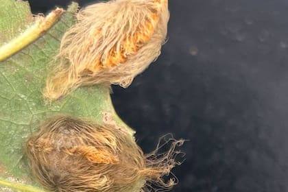 La principal recomendación es cubrirse el cuerpo, sobre todo en contacto con otras plantas (Foto: Extensión Universitaria del Estado de Carolina del Norte)