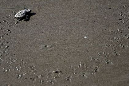 La problemática por el sexo de las tortugas marinas es una preocupación a nivel mundial
