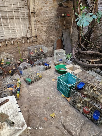 La proclamación del animal como sujeto de derecho lo coloca en el lugar de ser sintiente y establece el respeto hacia su vida