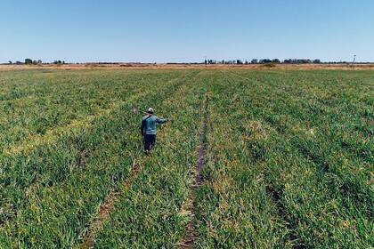 La producción agropecuaria vive del riego en el Valle del Río Colorado, la zona de mayor producción de cebolla en el país