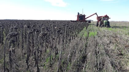 La producción argentina de girasol crecería 8,1% y alcanzaría los 8 millones de toneladas en el ciclo 2026/27, frente a los 7,4 millones estimados para la campaña actual
